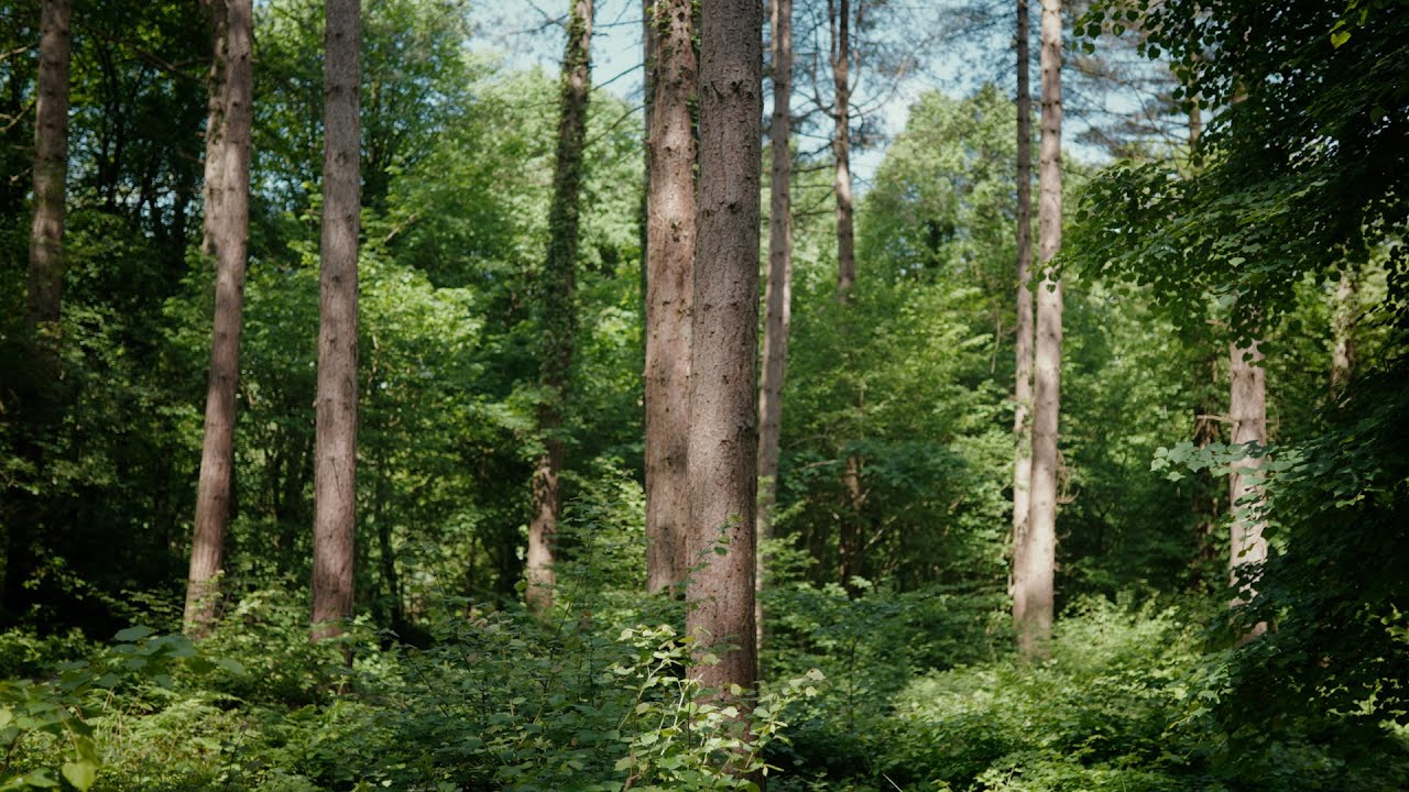 Leigh Woods Online Walk - Festival of Nature 2024