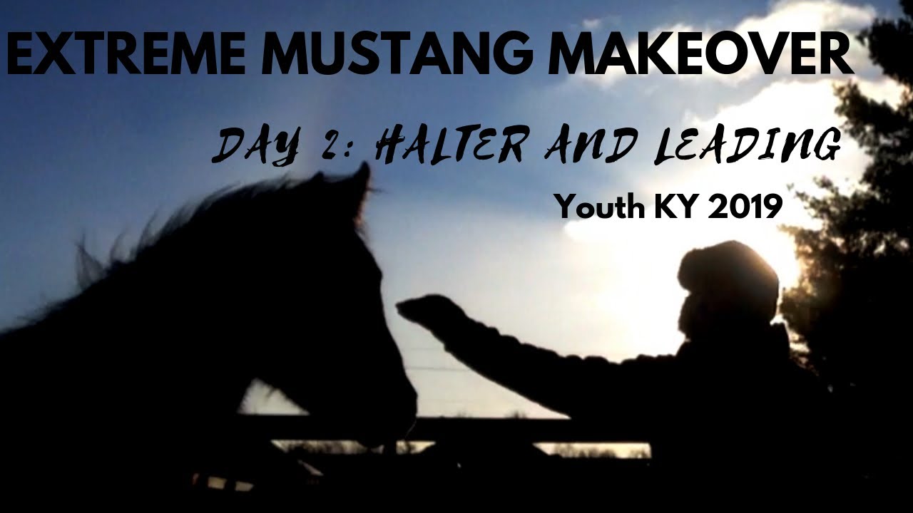Day 2 With a Wild Horse || Halter and Lead ll Youth Extreme Mustang Makeover 2019