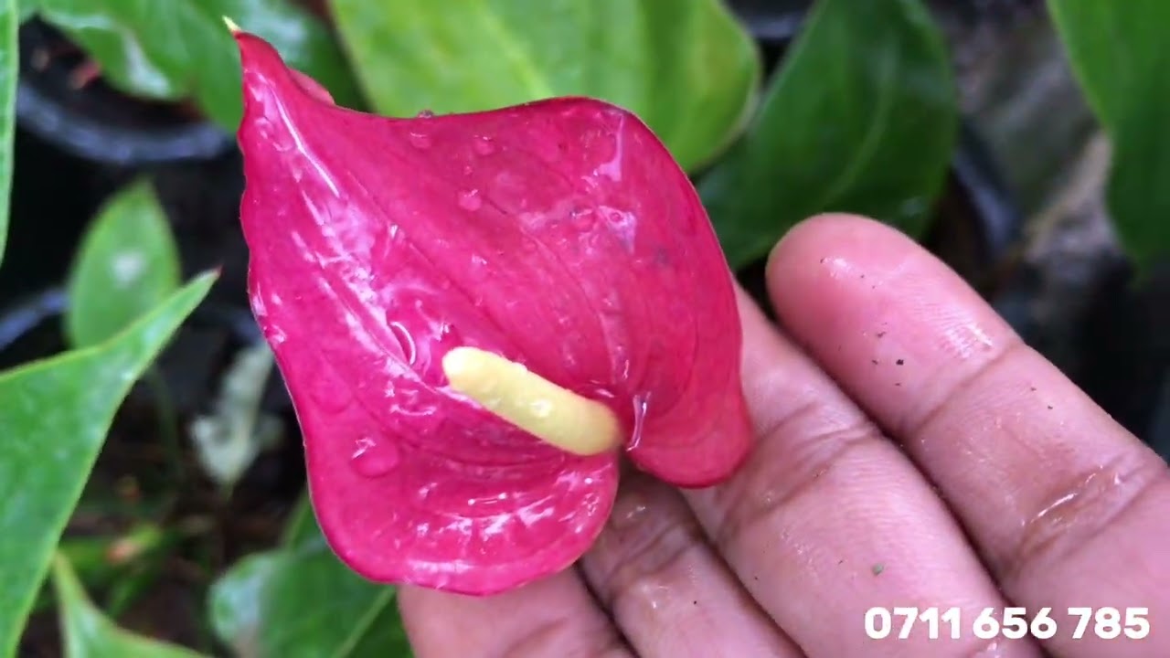 Flash, Bambino සමග ලස්සන ගස් ගෙනාවා 400 සිට | Anthurium | AlankaraPlants 0711656785