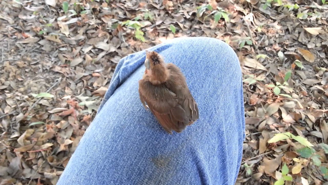 Baby bird in my yard