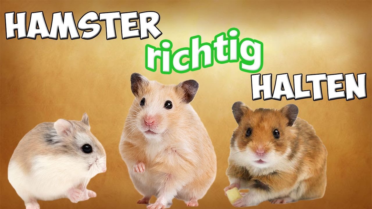 Hamster / Zwerghamster als Haustier! Hamster artgerecht halten / Tipps!!