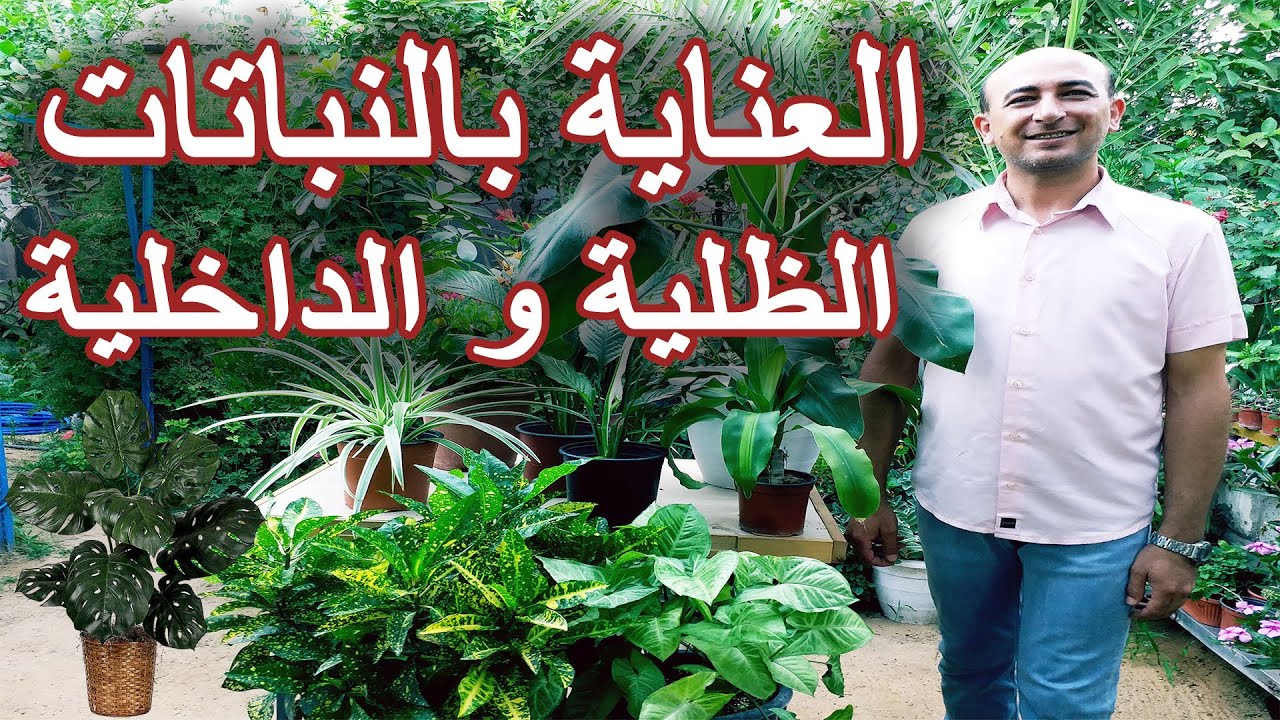 العناية بالنباتات الظلية, رعاية النباتات الداخلية, الاعتناء بالنباتات المنزلية, Indoor Plants Care