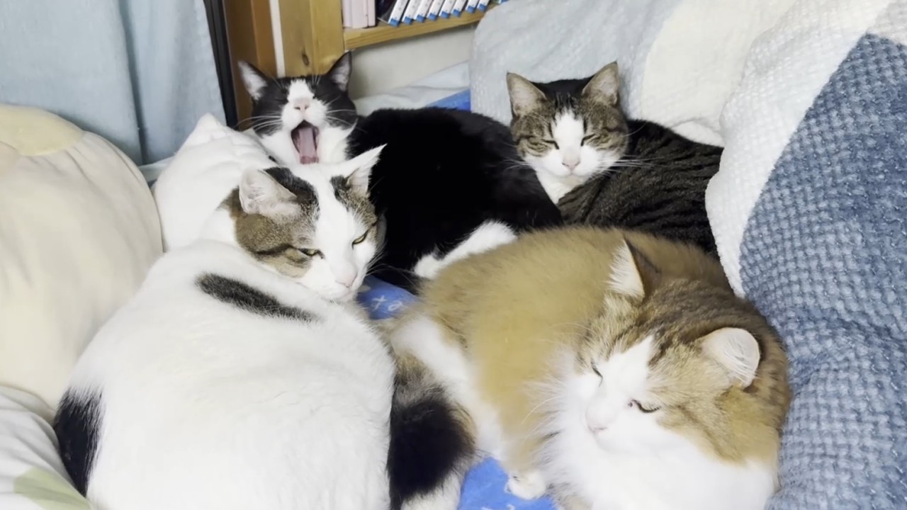 お父さんが帰ってきた気配で玄関までお迎えに行く猫