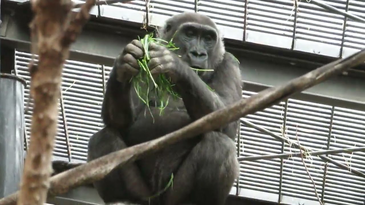 京都市動物園