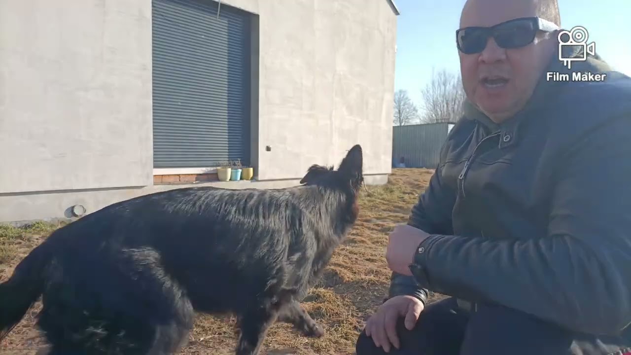 Czym się sugerować przy wyborze psa