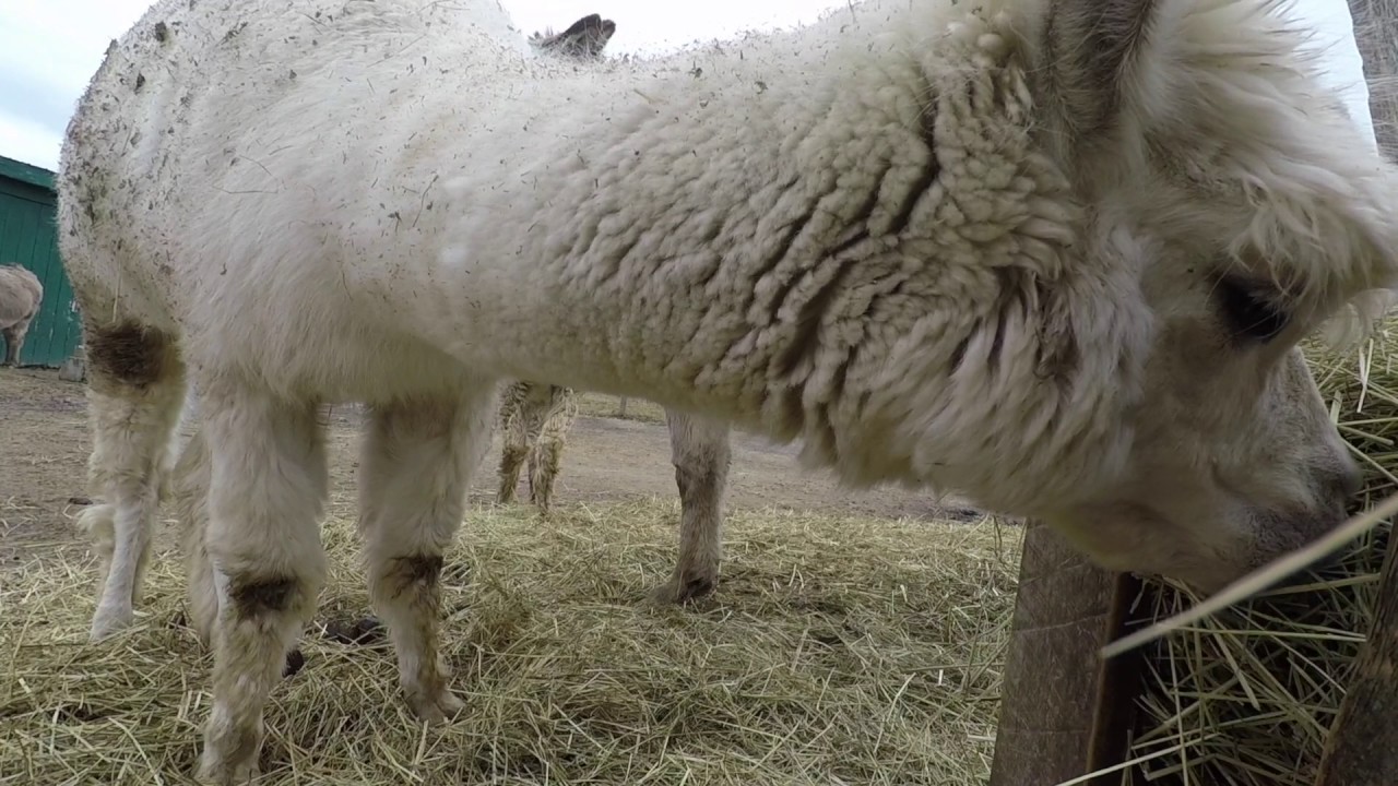 Farm day, Hatfield farm, Halifax, Nova Scotia