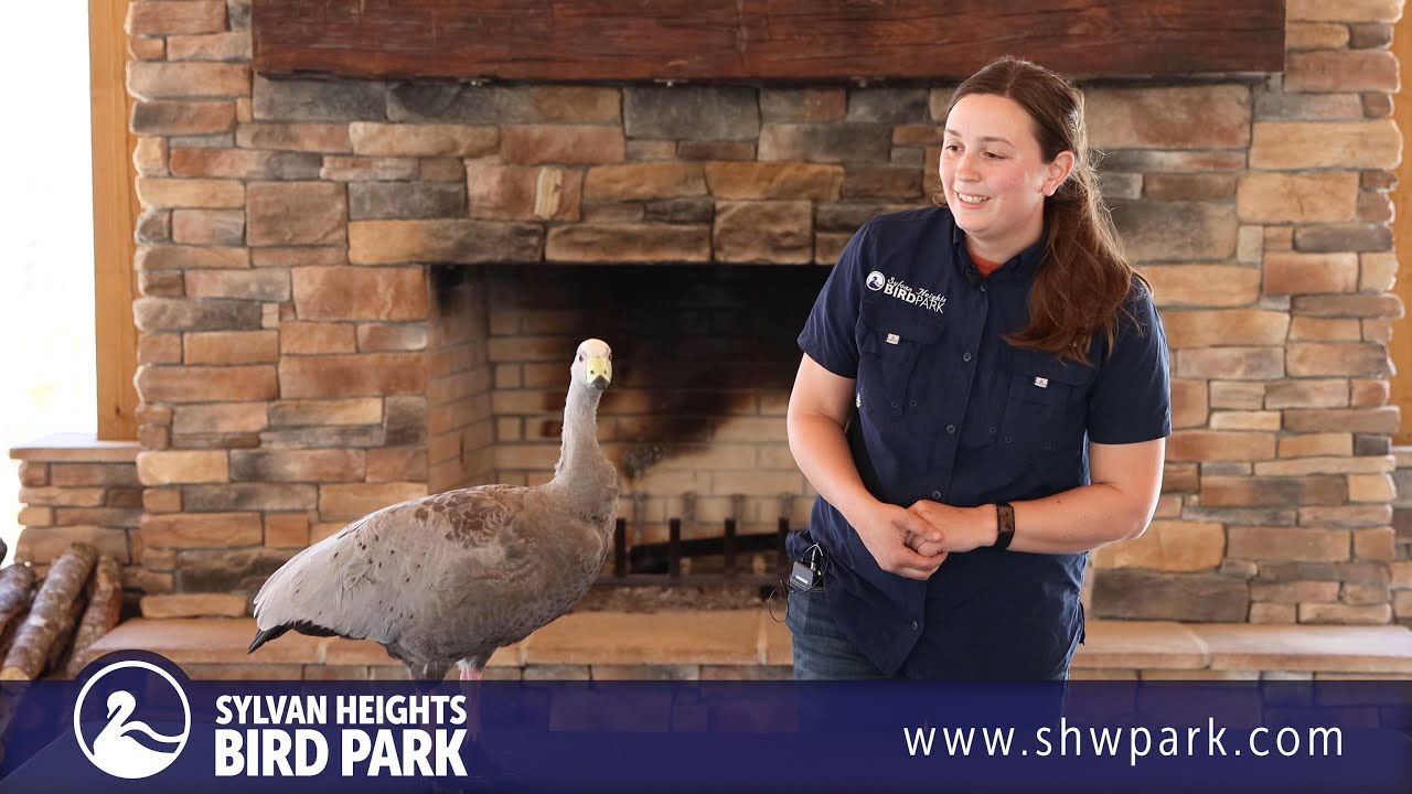 Keeper Talk - Cape Barren Goose