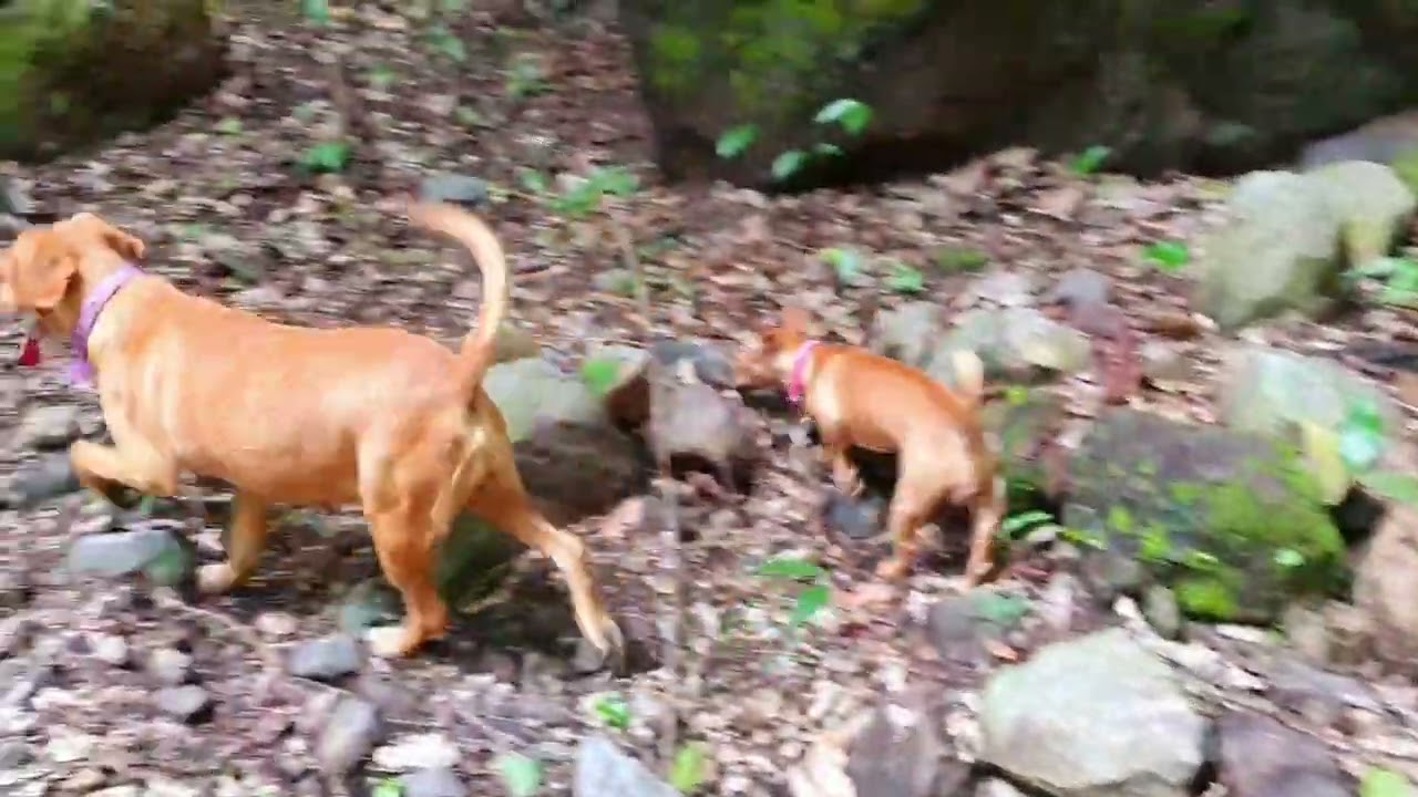 TARDE DE PERROS.