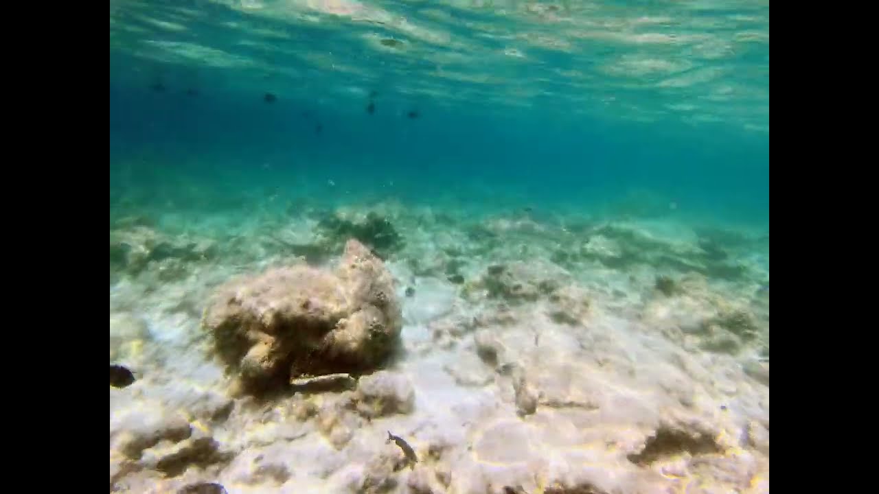 Titan triggerfish & Blacktip shark at Rasdhoo Housereef