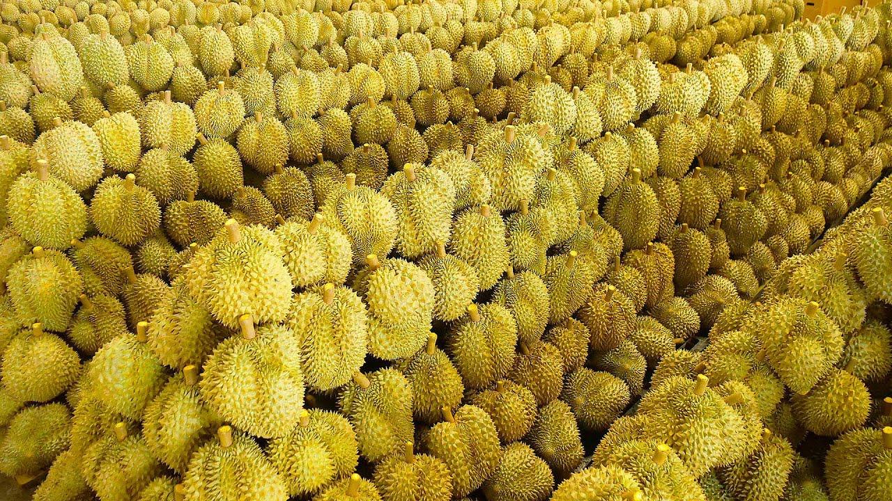 Durian Fruit Harvesting Process Collection on Durian Farm - Thai Street Food