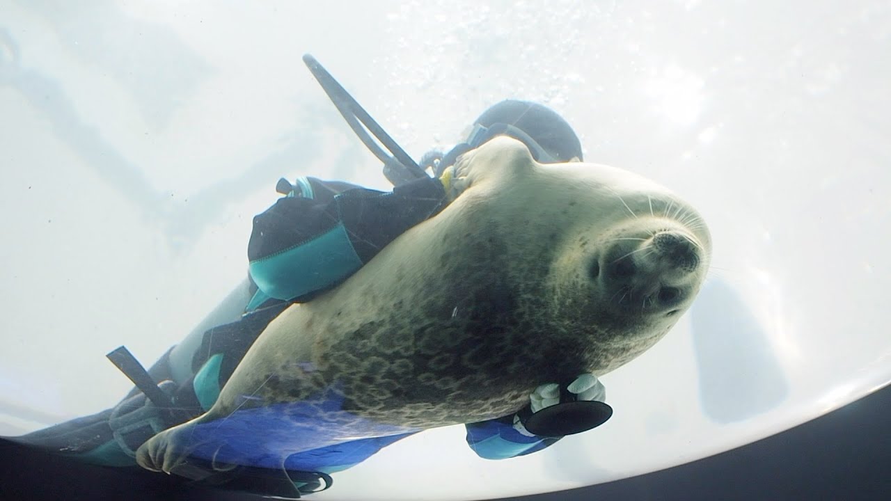 2023年も潜水清掃の邪魔ザラシなワモンアザラシのミゾレちゃん