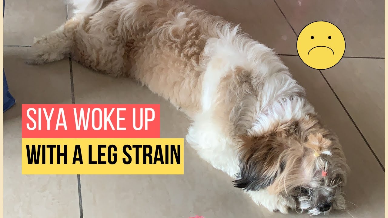 I got a leg strain :( | Shih Tzu | How am I doing now?