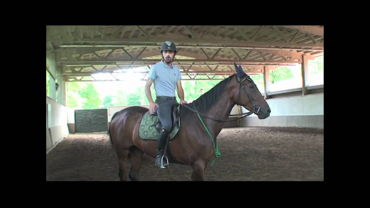 Francesco Vedani Equitazione -  Transizioni con un puledro da salto ostacoli