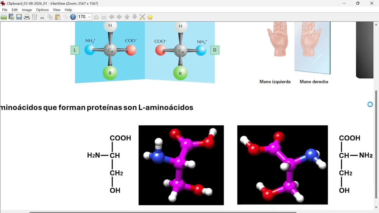 Los L-aminoácidos constituyen a las proteínas