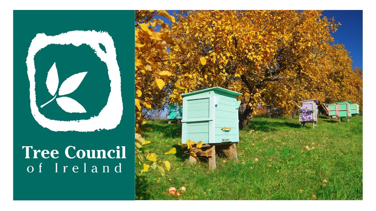 The Native Honey Bee & Trees