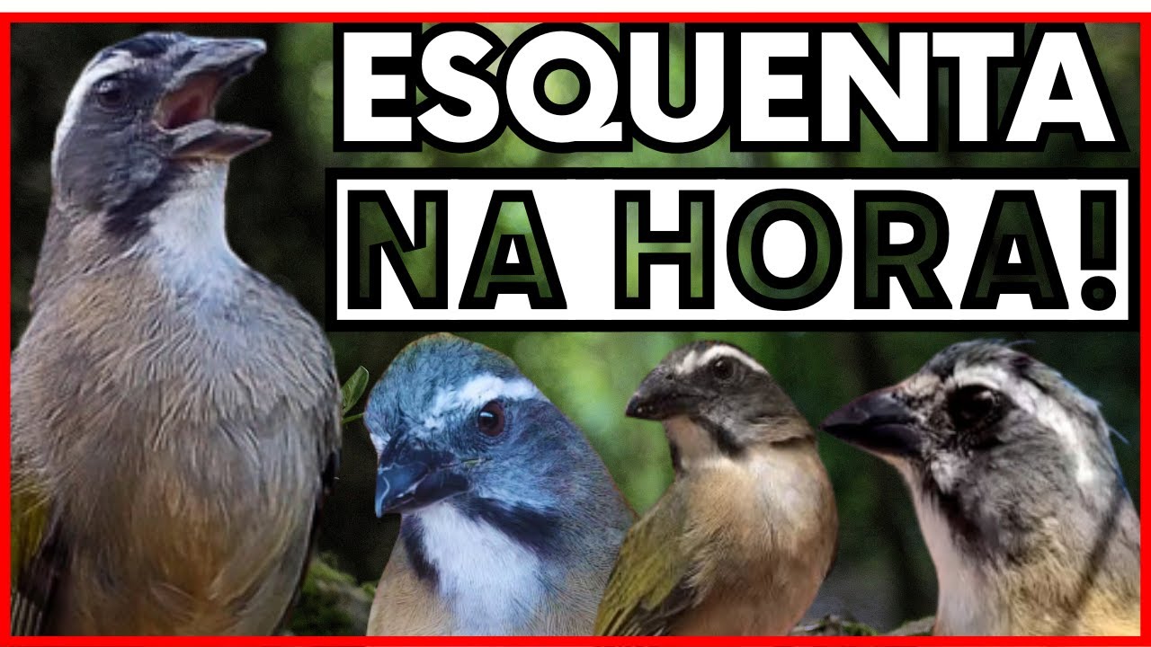 🔥✅Esquenta Na Hora!💥 ESQUENTE SEU TRINCA FERRO Com O Trinca Ferro Cantando