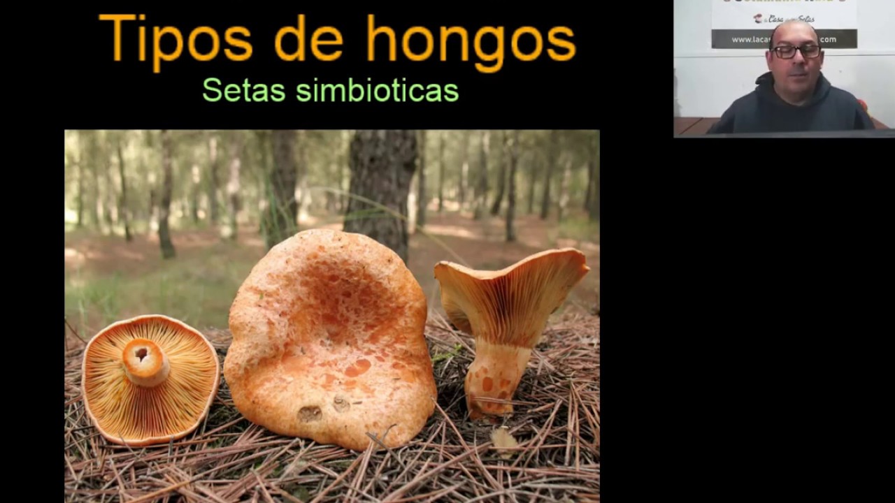 Setas de Temporada. Curso de setas. Clase N&ordm; 1. Setas 2023.