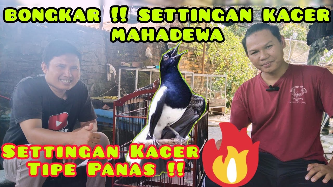 Settingan Kacer Tipe Panas Untuk Lomba || Perawatan Kacer Tipe Panas  Sebelum Lomba !!