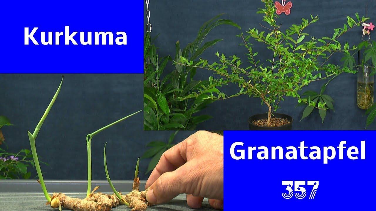 Kurkuma einpflanzen, Litschi zickt rum, Granatapfel wächst gut und Kardamom