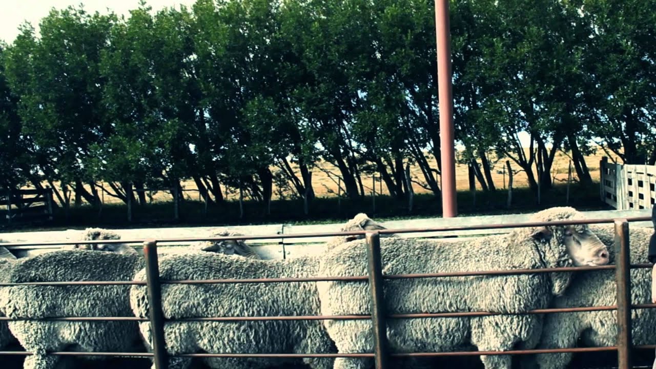 Ovis 21. Ganader&iacute;a Sustentable.
