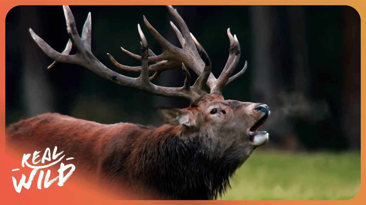 AUTUMN ANIMALS | Stories Of Survival | 4K