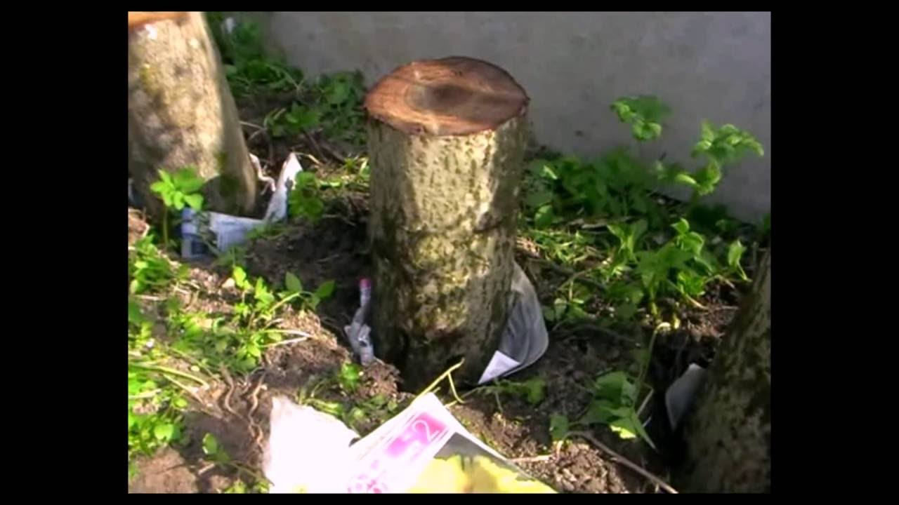 Выращивание вешенок на пнях. Мой опыт.