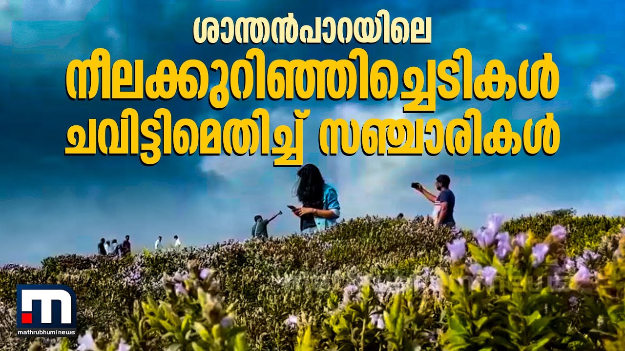 ശാന്തന്‍പാറയിലെ നീലക്കുറിഞ്ഞിച്ചെടികള്‍ ചവിട്ടിമെതിച്ച് സഞ്ചാരികള്‍| Mathrubhumi News