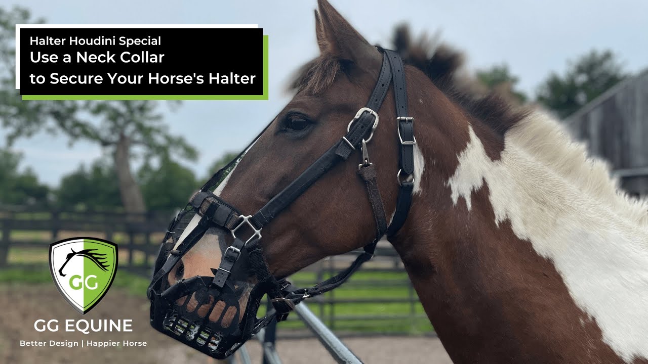 Using a Neck Strap to Keep Houdini Horses in their Halter