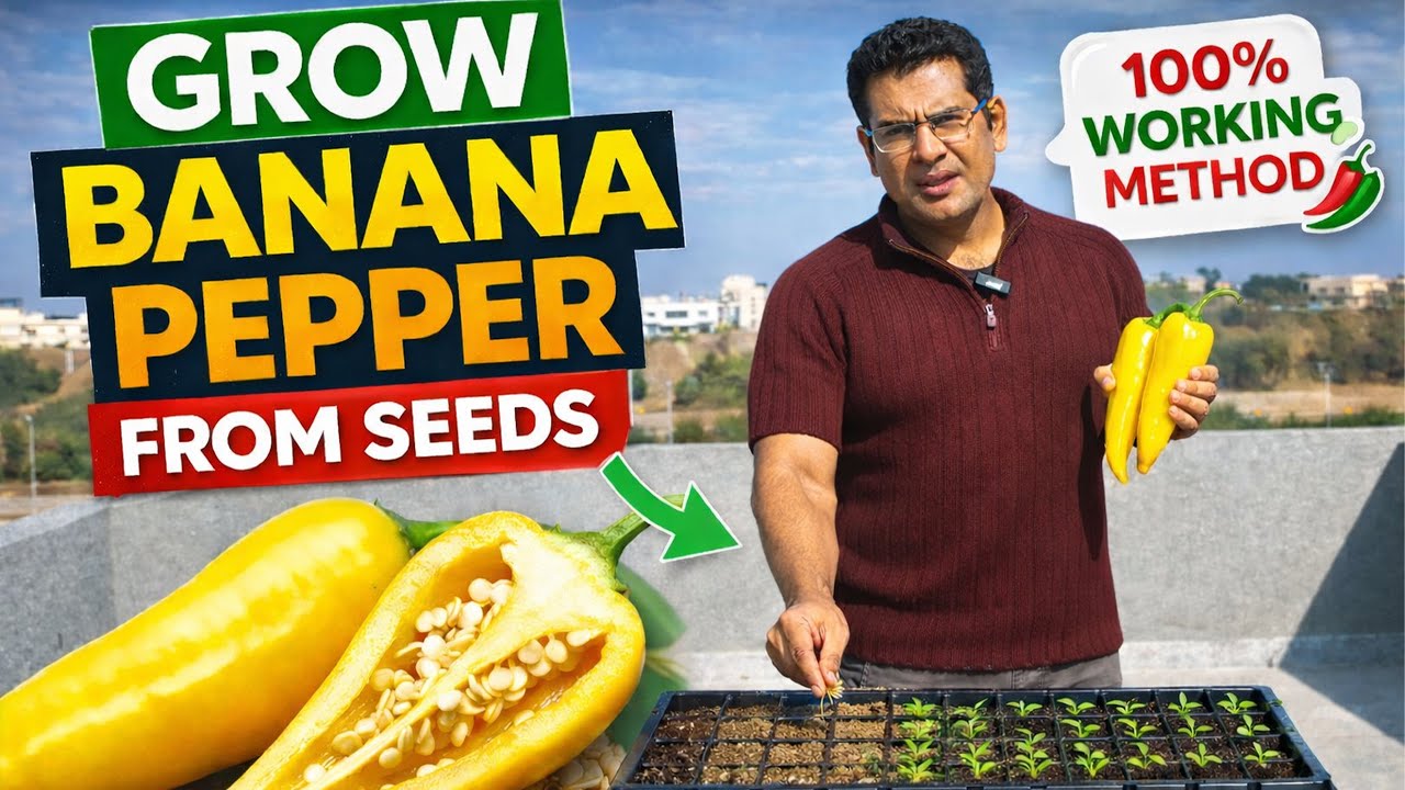 How to Grow Sweet Banana Pepper in Pots | Easy Method for Beginners