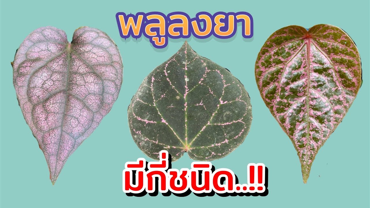 พลูลงยามีกี่ชนิด..!! พลูลงยาสีชมพู พลูนาค พลูลงยาสีเงิน พลูลงยาป่า พลูลงยากำมะหยี่