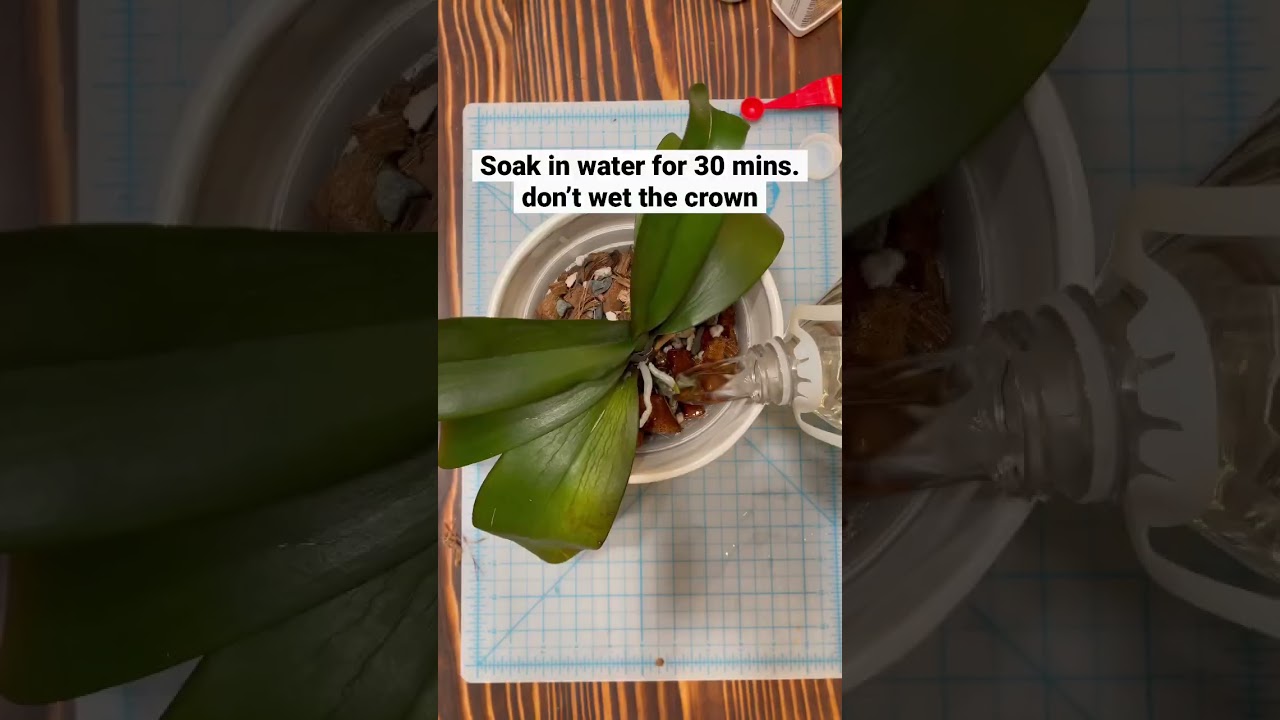 Orchid Dehydration Signs & Solution #orchids #houseplants #plantcare