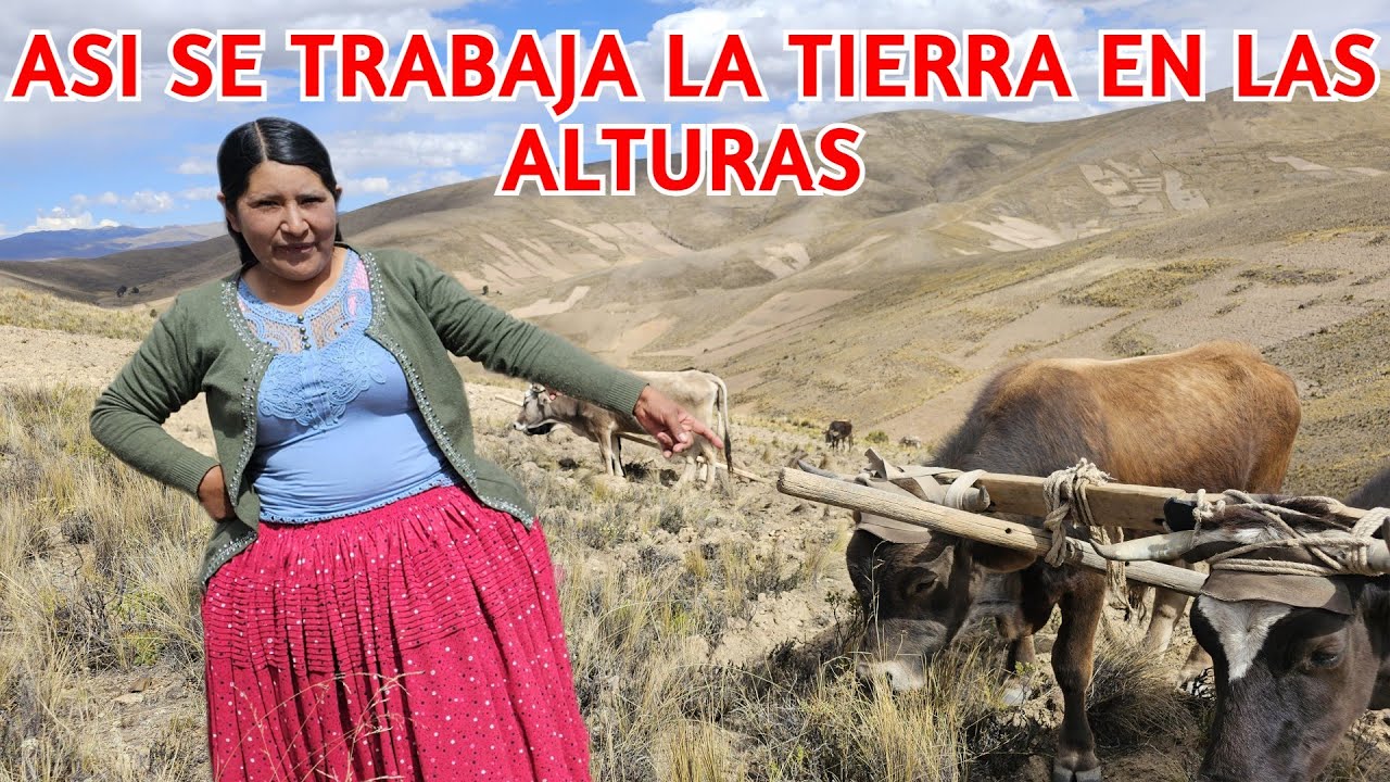El arte tradicional de sembrar papas en el campo 🏞️👨‍🌾🥔| CHOLITA ISABEL
