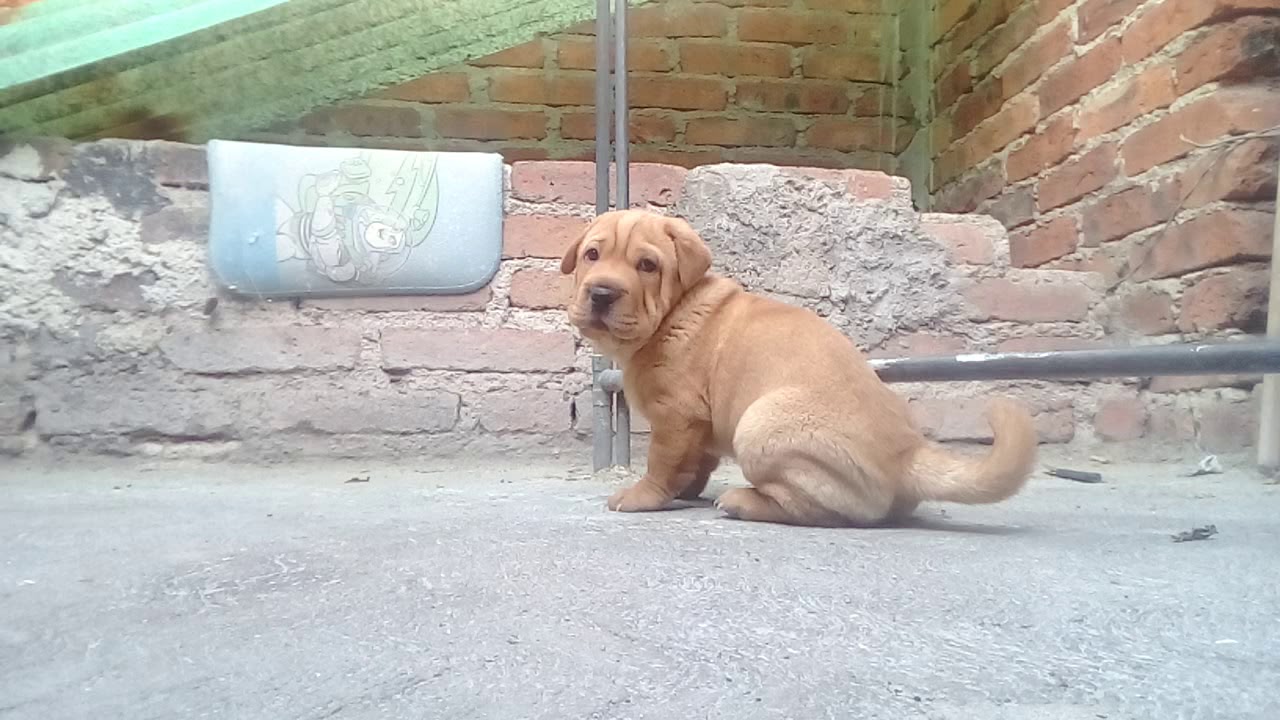 Sharpei ladrando 😍😘