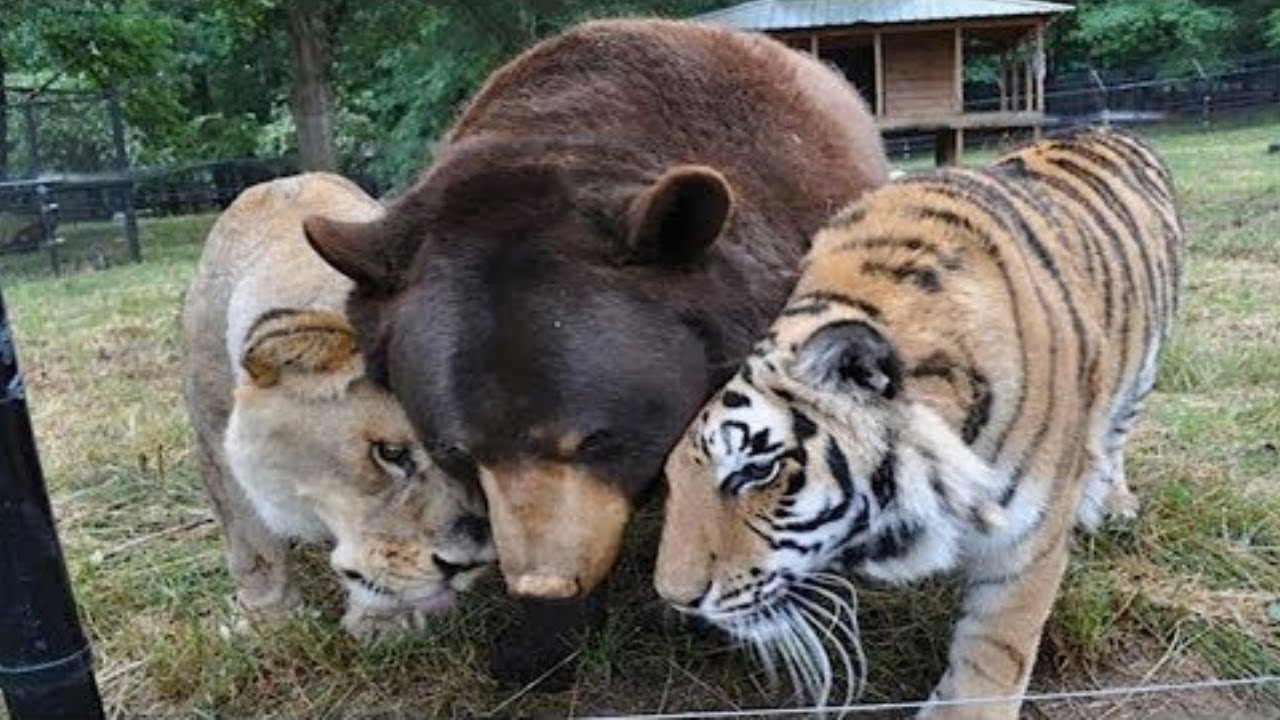 Самые невероятные примеры дружбы между животными!