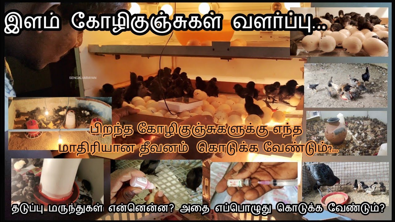 🤩🐓 கோழிக்குஞ்சுகள் பராமரிப்பு🐣🐤🐓பிறந்தது முதல் வளரும்வரை🥚🐤🐣🐓🙌🔥🙏|#கோழிக்குஞ்சுபராமரிப்பு|#நாட்டுகோழி