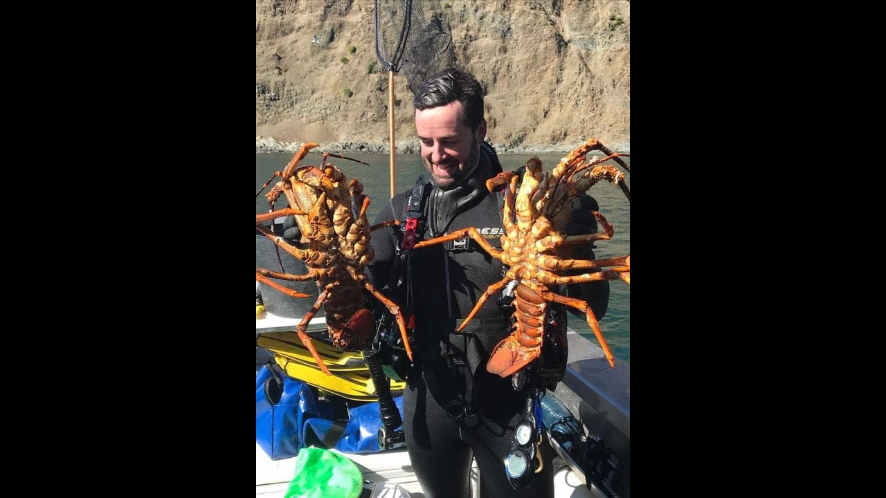 Malborough Sounds Dive August 2019