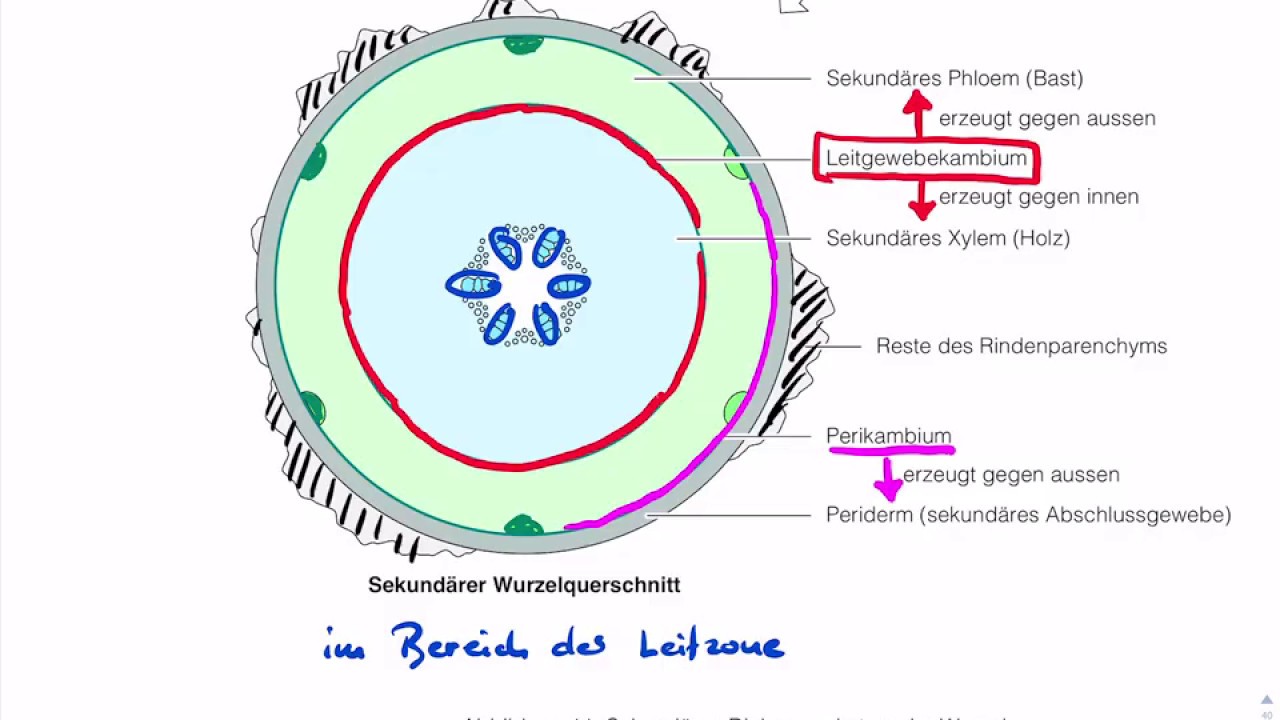 Sekundäres Dickenwachstum der Wurzel
