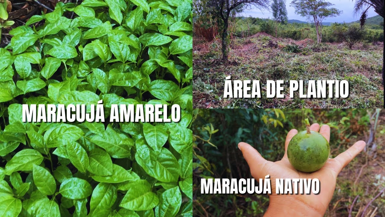 MARACUJÁ, preparando área do plantio!