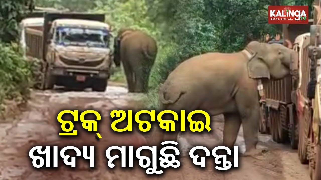 Sundargarh: Hungry elephant blocks road, searches multiple trucks for food | Kalinga TV