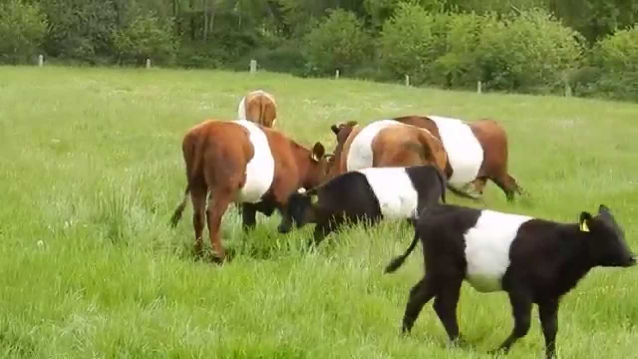 Lakenvelder koeien worden naar een andere weide gebracht in Beuningen