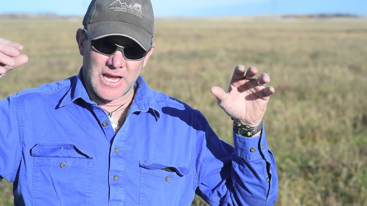 The Truth About Grazing Legumes