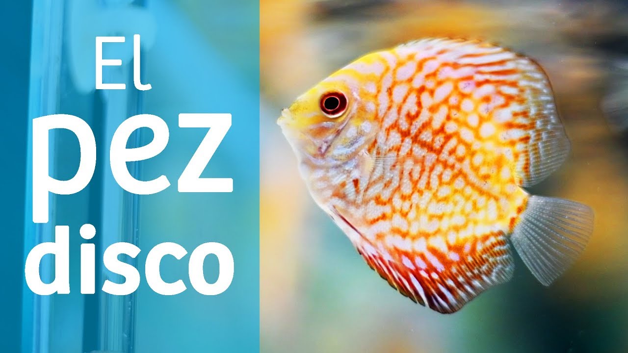 Pez disco · El rey del acuario de agua dulce 👑