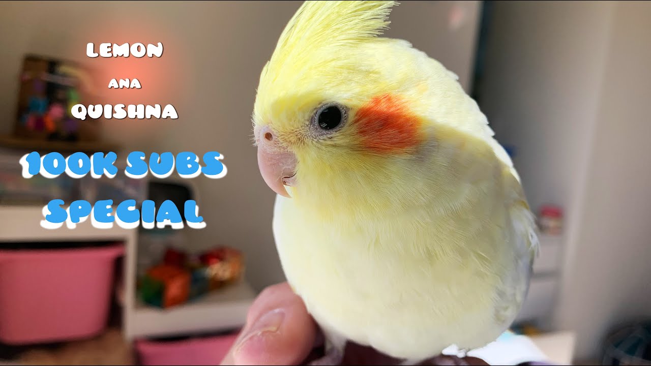 СПЕЦИАЛЬНАЯ АКЦИЯ НА 100&nbsp;000 ПОДПИСОК! Лемон, Ана и Кишна Лучшие воспоминания