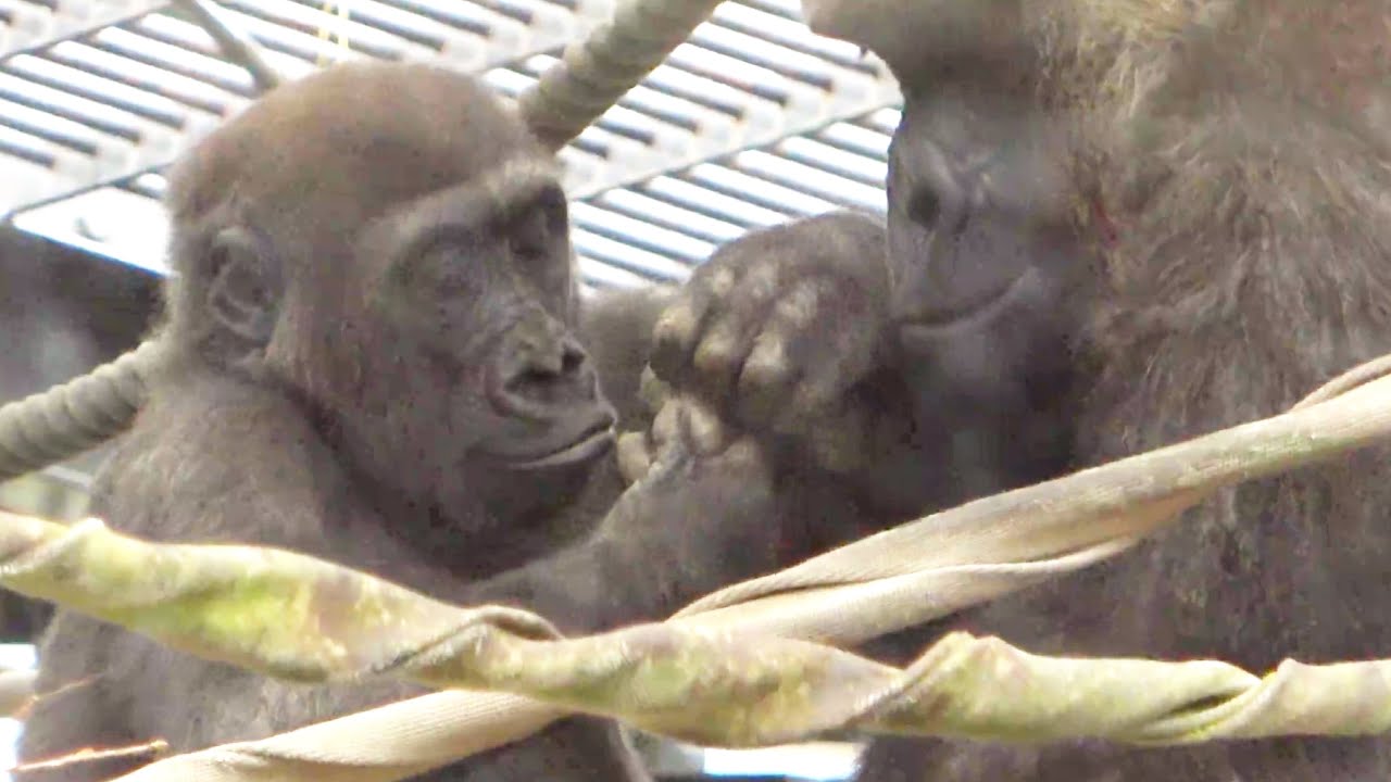 У Генки старые травмы на пальцах, за которыми ухаживает Кинтаро.     Горилла .Зоопарк Киото