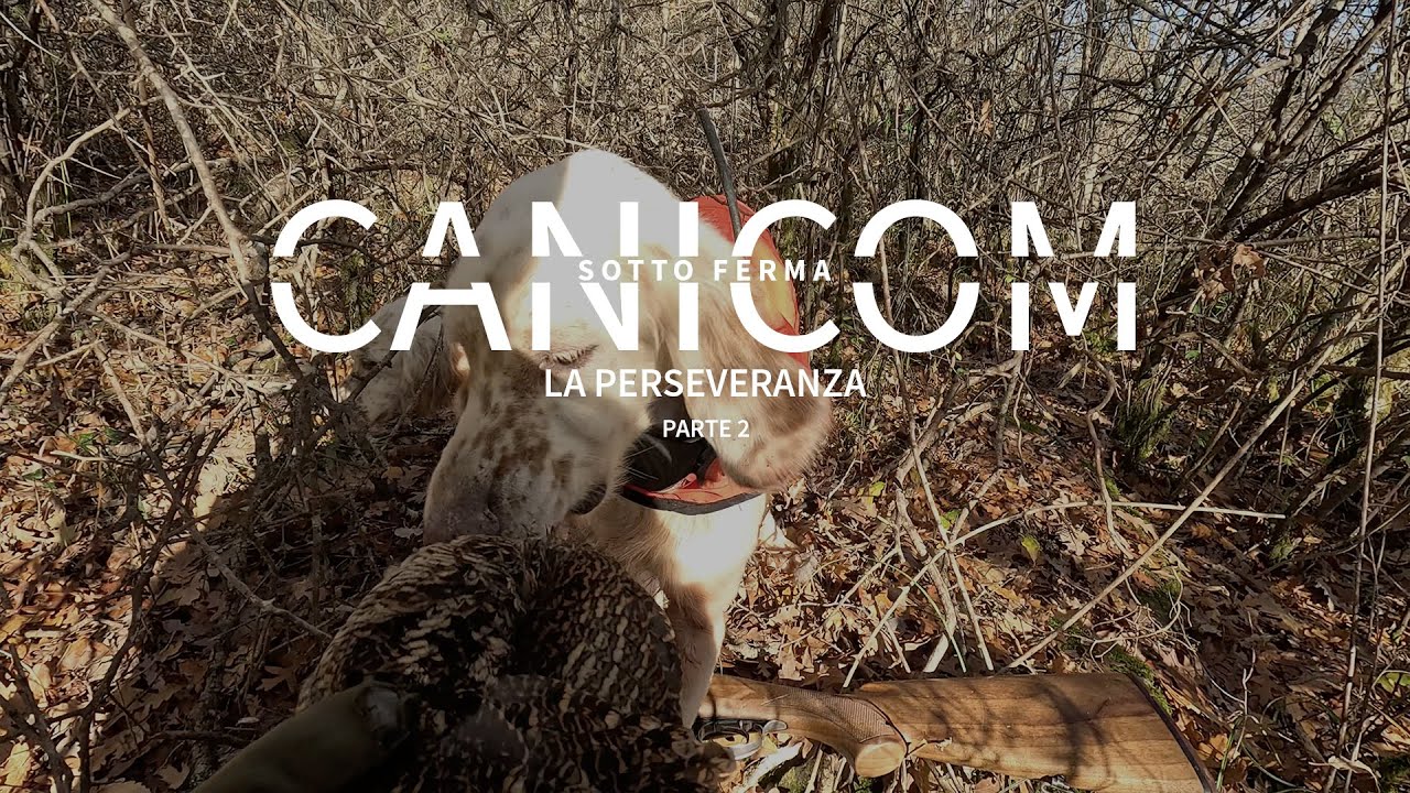HUNTING WITH CANICOM | Sotto Ferma | La Perseveranza pt2