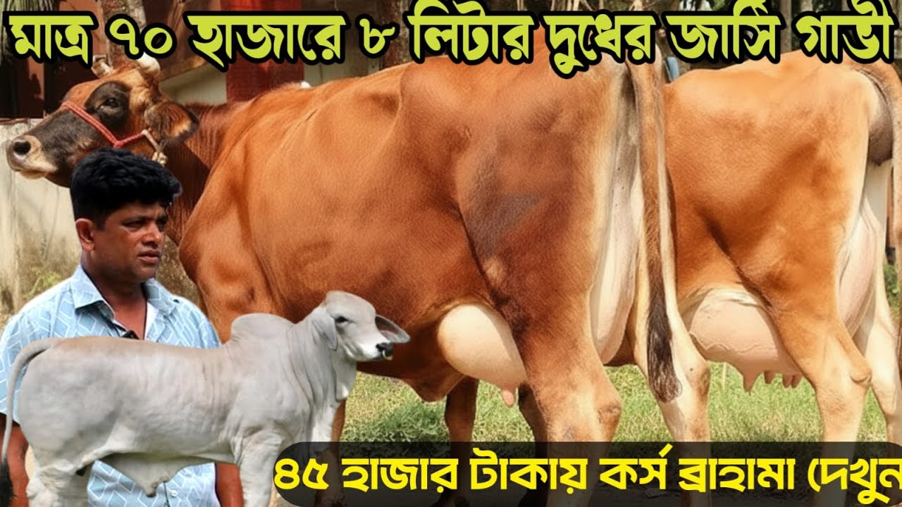 মাত্র ৭০ হাজারে ৮ লিটার দুধের জার্সি গাভী দেখুন।৪৫ হাজার টাকায় কর্সব্রাহামা কিনুন।জাকির ডেইরী ফার্ম