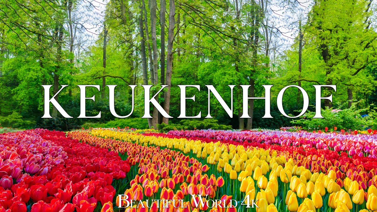 Keukenhof 4K - A Floral Wonderland Blooming in the Heart of the Netherlands - Piano Music