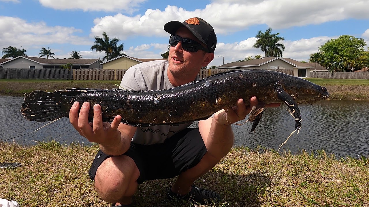 Fishing for Bullseye Snakehead in South Florida