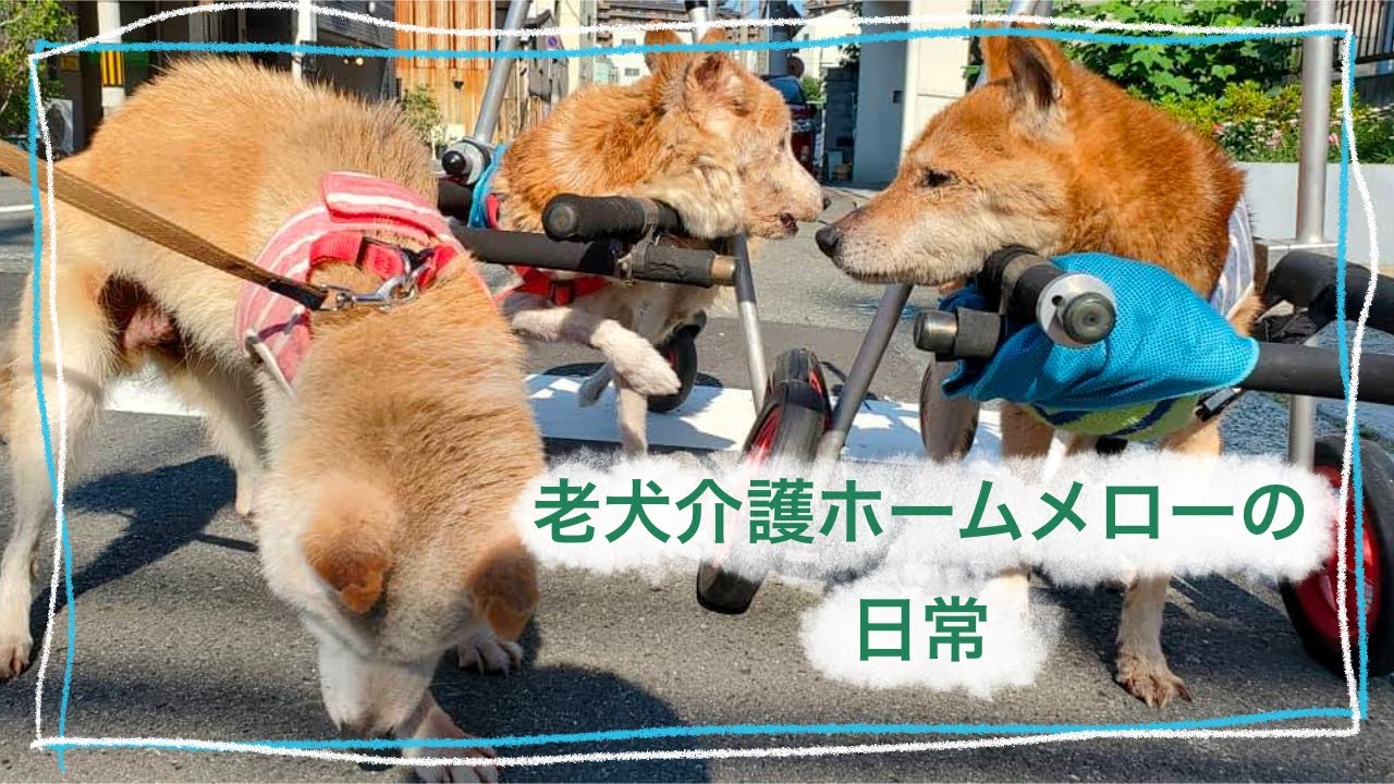 【老犬介護ホームメロー】平和な日常