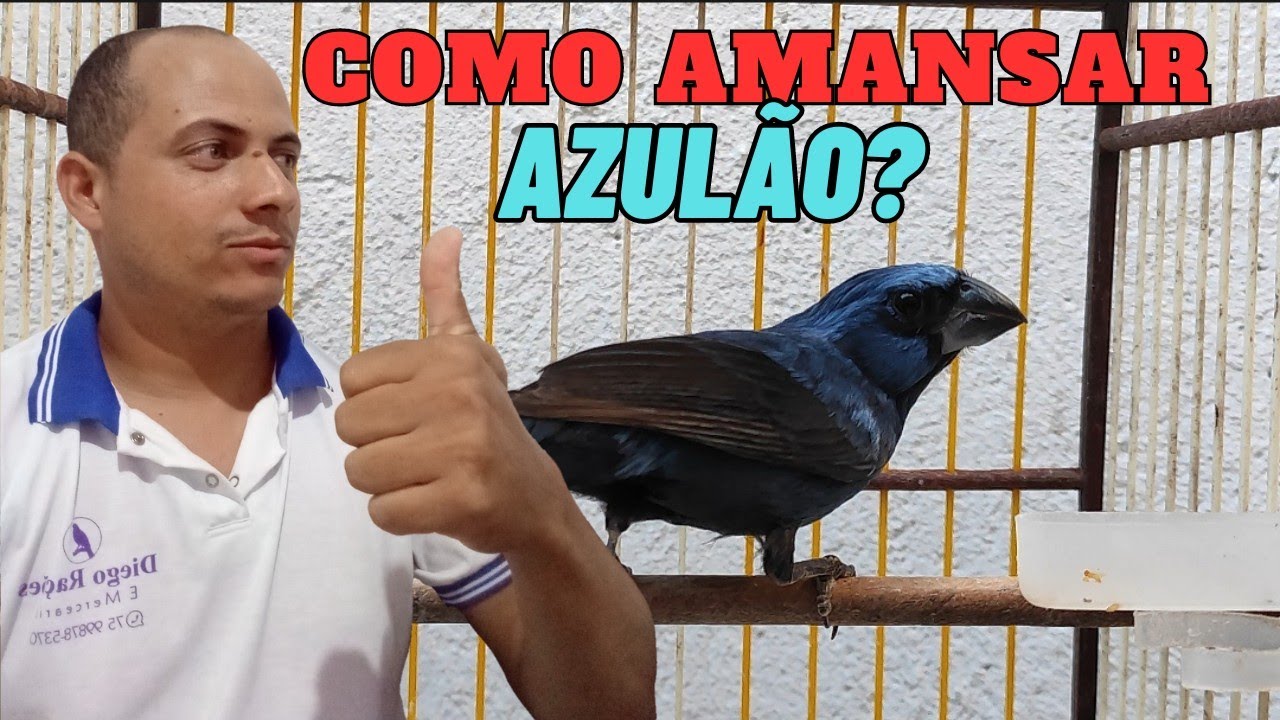 Como amansar azul&atilde;o arisco (bravo) o que realmente funciona
